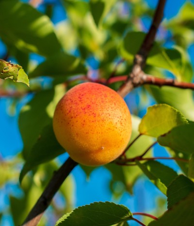 Finora Plus | Health & Wellness | Articles about Apricot | 100% Natural Apricot Kernel Oil Supplements in capsules.