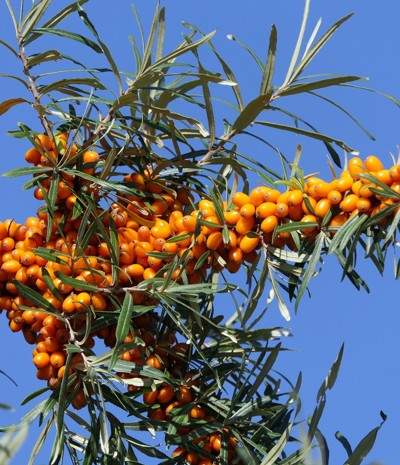Finora Plus | Health & Wellness | Articles about Sea Buckthorn | 100% Natural Sea Buckthorn Oil Supplements in capsules.
